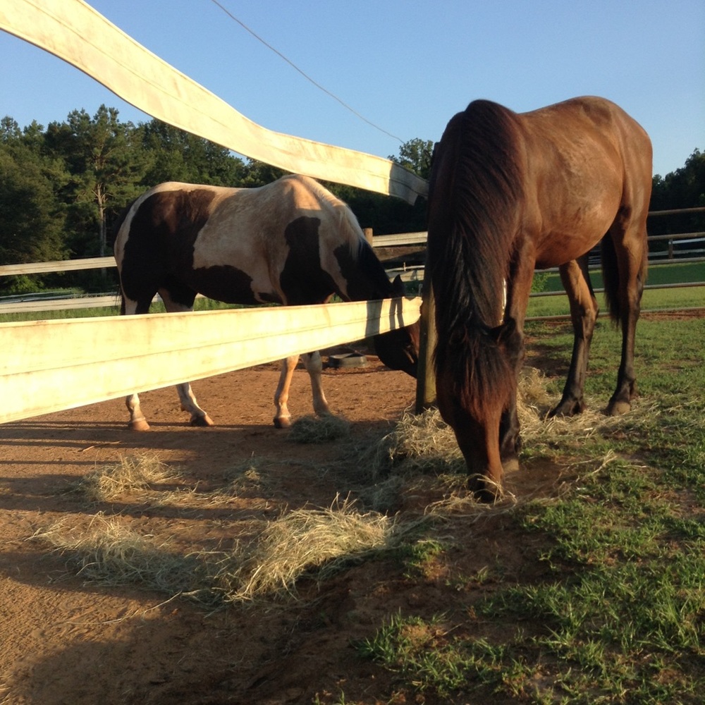 Meet your Posher, Savannah